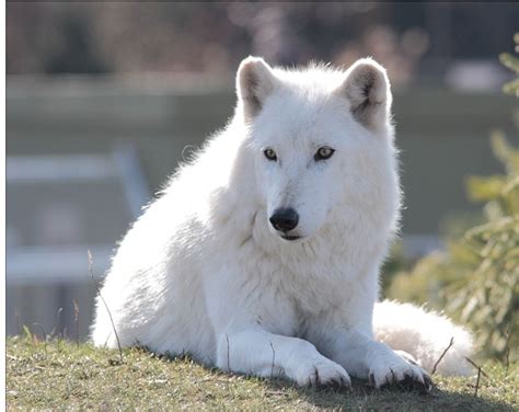 35 So Rare Pictures Of White Animals