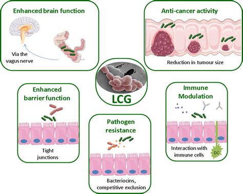 Frontiers The Lactobacillus Casei Group: History And, 50% OFF