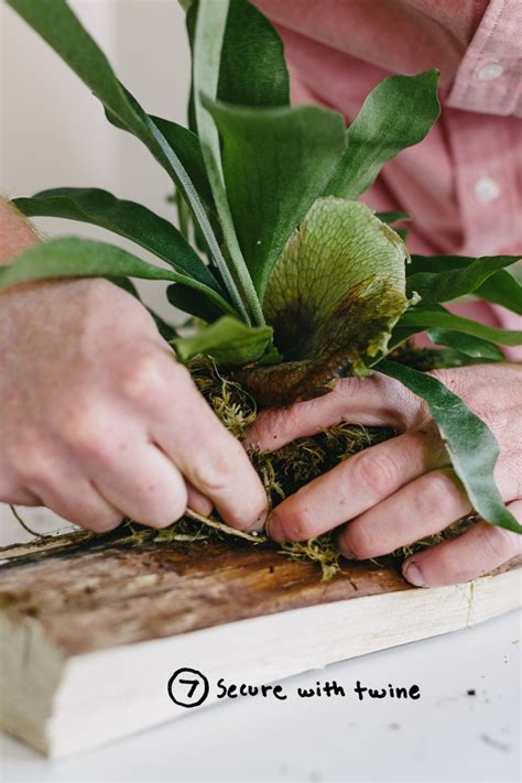 Garden DIY: Mounting a Staghorn Fern (2020) | Staghorn fern, Diy garden ...