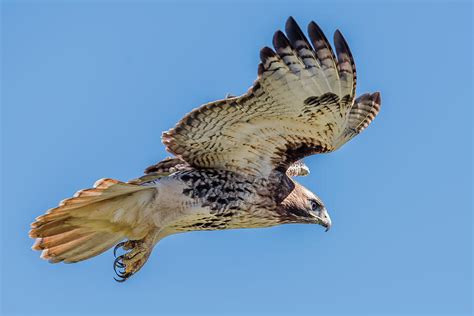 Red-Tailed Hawk Flight Photograph by Morris Finkelstein | Pixels