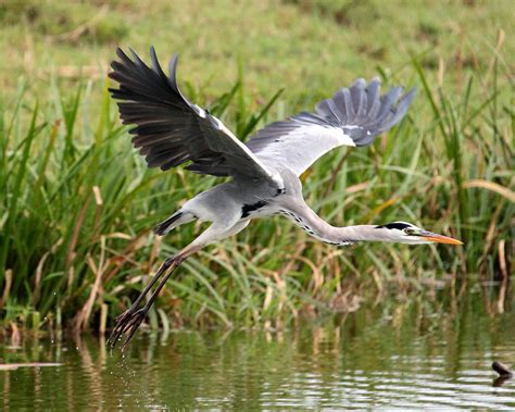 Gray Heron Taking Flight | The afternoon of my last full day… | Flickr