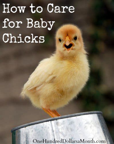 How to raise chicks. | BackYard Chickens - Learn How to Raise Chickens