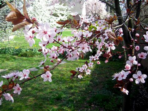 Fruit Trees - Home Gardening Apple, Cherry, Pear, Plum: Purple Leaf Plum Tree Fruit Edible