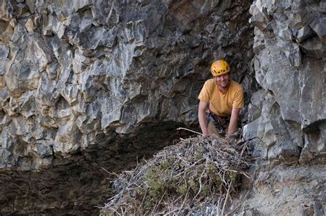 Alasdair Turner Photography: Golden Eagle Nest Work