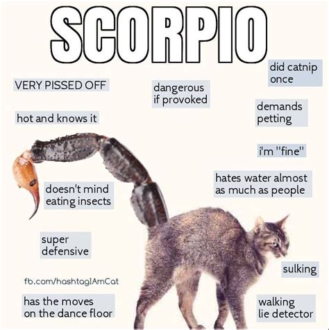 Scorpio as a cat | Scorpio zodiac, Scorpio, Zodiac