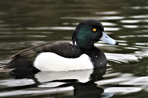 Tufted Duck | BirdForum