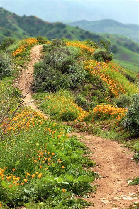 Chino Hills State Park 17 Photograph by The Ecotone - Fine Art America