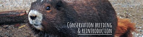 Toronto Zoo | Conservation Breeding and Reintroduction - BFF