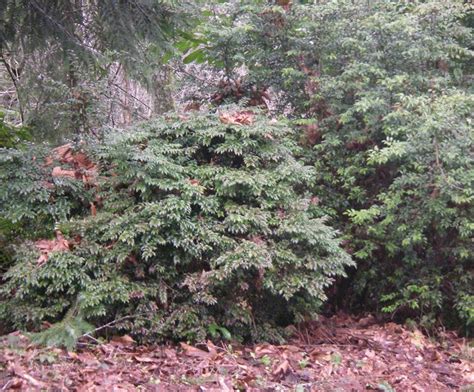 Evergreen Huckleberry, Vaccinium ovatum | Native Plants PNW