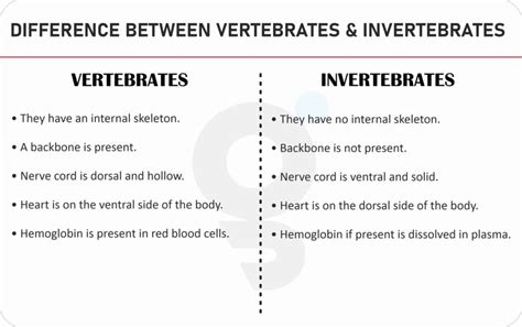 What is Difference between Invertebrates and Vertebrates?