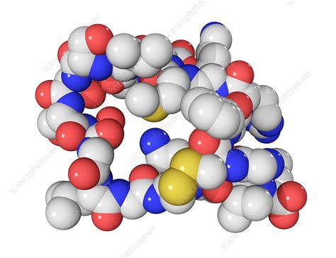 Brain natriuretic peptide molecule - Stock Image - C003/2282 - Science ...