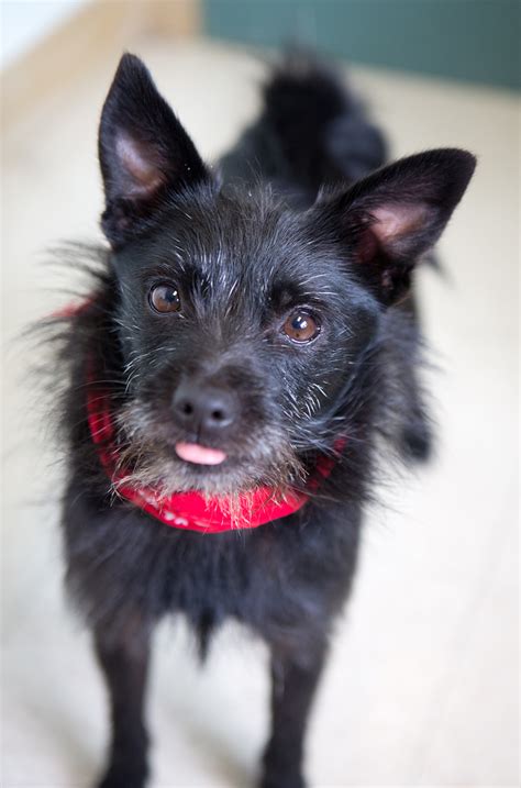 Shelter Dogs of Portland: "CHARLIE" adorable terrier/schipperke mix