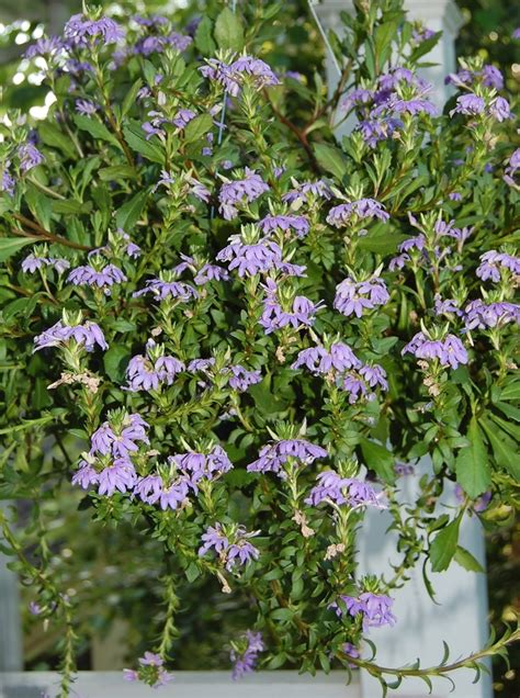 Scaevola aemula 'Blue Wonder' Scaevola | Garden Center Marketing