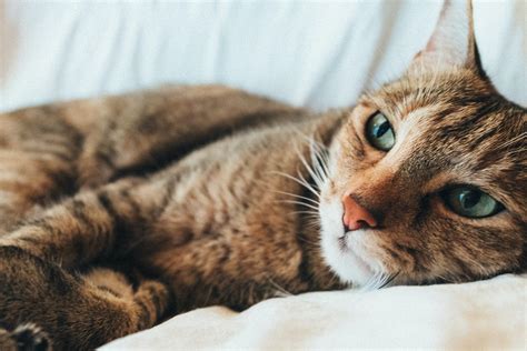 What is Feline Leukemia and how can it be prevented? | FirstVet