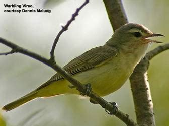 Wisconsin All-Bird Conservation Plan