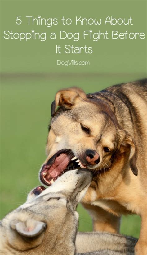 5 Tips for How to Stop a Dog Fight Before it Starts -DogVills