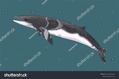 Drawing Minke Whale Cetacean Artillustration Vector Stock Vector ...