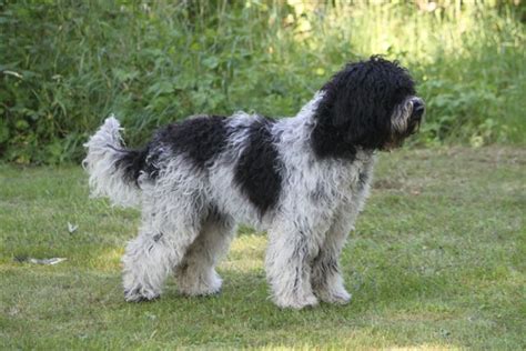 Barbet Dog Info, History, Temperament, Training, Puppy, Pictures