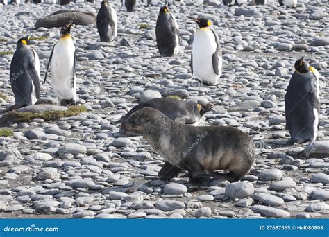 Seal and king penguins stock image. Image of antarctica - 27687565