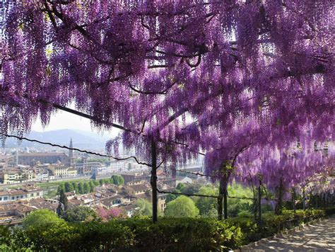 Fantastic Flowers in Florence and When to Find Them - ArtTrav