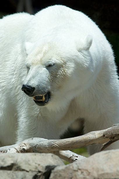 Polar Bear Teeth Pictures, Images and Stock Photos - iStock