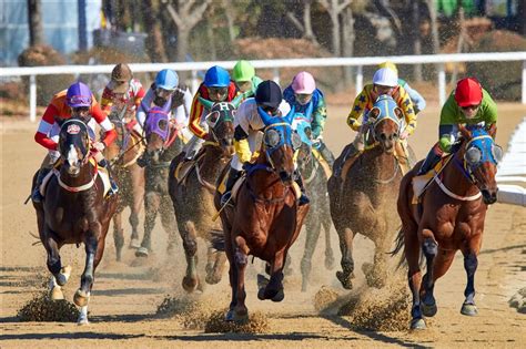 Understanding the Purpose of Horse Racing & Tips for the Best Win - Odd Culture