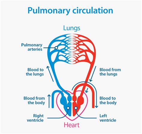 Wiring Diagram And Flowchart Simple Pulmonary Circulation Flow Chart | Images and Photos finder