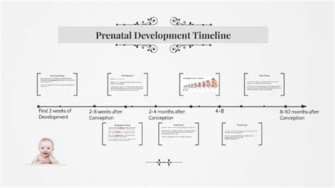 Prenatal Development Timeline by Jeadel L