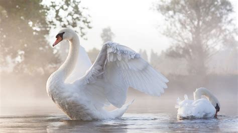 animals, Swans, Birds, Sunlight, Water Wallpapers HD / Desktop and Mobile Backgrounds