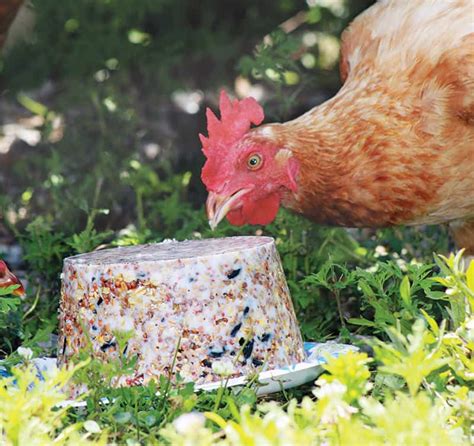 Homemade Chicken Scratch Feed - Pet Food Guide