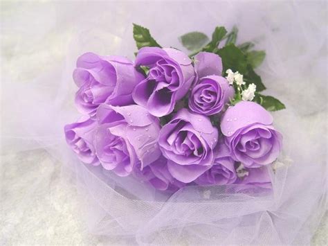 Magnificent Purple Roses - Roses Wallpaper (34611048) - Fanpop