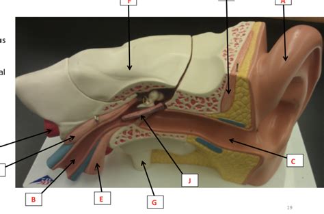 ear Diagram | Quizlet