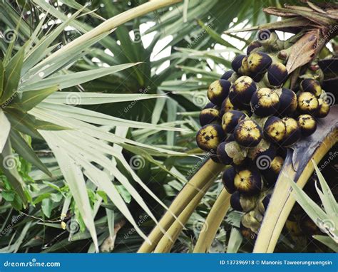 Fresh Fruit Asian Palmyra Palm, Borassus Flabellifer, Toddy Palm on Origin Tree in Plantation ...