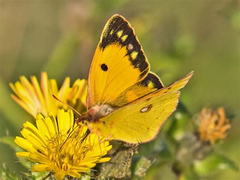 Clouded Yellow | Butterfly Conservation