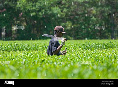 The Charleston Tea Plantation is located on historic Wadmalaw Island in ...