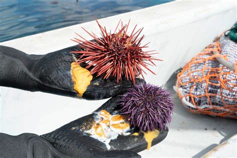 Urchinomics Harvests Sea Urchins to Fight Climate Change, Sell Uni to Restaurants