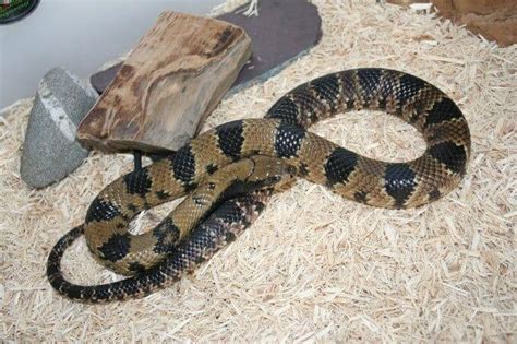 False Water Cobra Facts, Size, Diet, Pictures