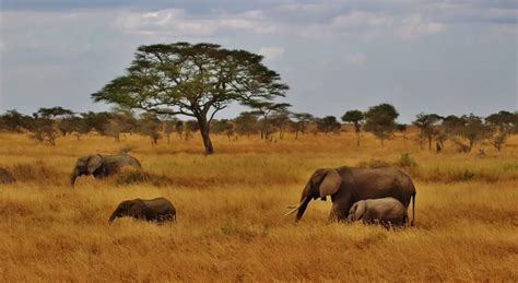 The Wildlife of Serengeti National Park - Animals Network