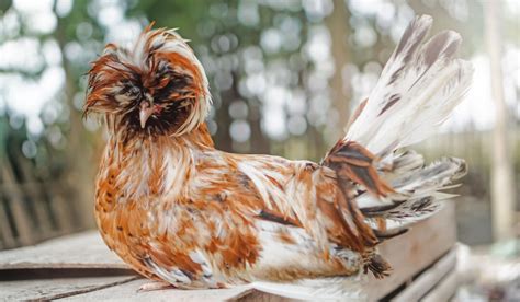 Polish Chicken Breed Profile - Farmhouse Guide