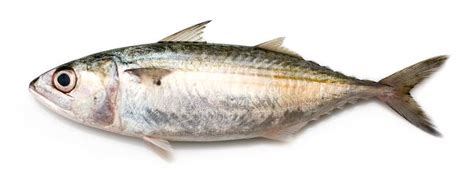 Indian Mackerel stock image. Image of isolated, scales - 5183823