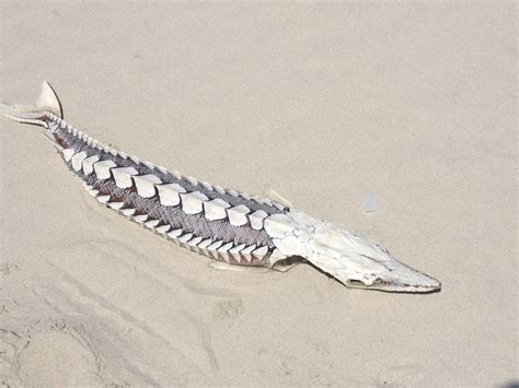 Pin by Abby's K'Noll on BeAcH - OcRaCoKe | Art inspiration, Water dragon, Sturgeon fish