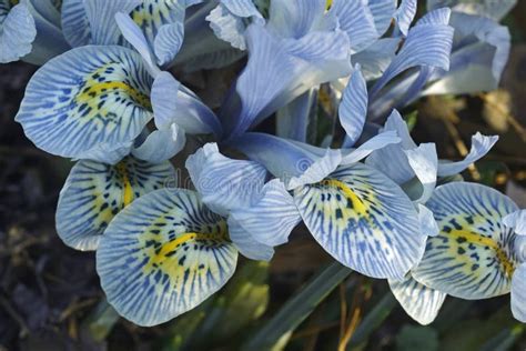 Dwarf Iris Flowers, Katharine Hodgkin Stock Photo - Image of closeup, ground: 156913778