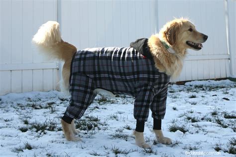 Keeping Your Dog Warm and Stylish During the Winter #ChewyInfluencer