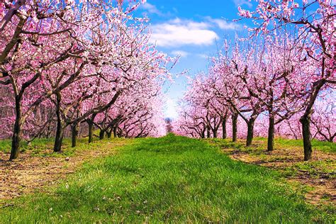 Apple Blossom Orchard by Jeramie Curtice