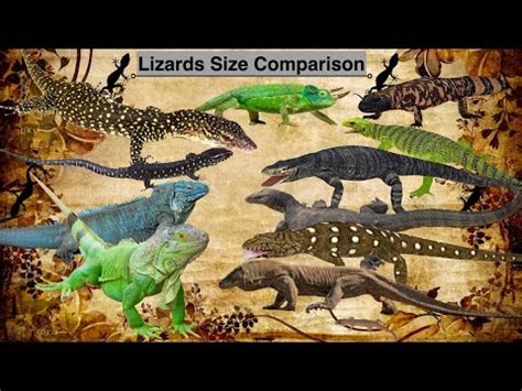 Lizards Size Comparison - YouTube