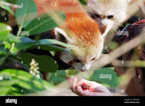 Red Panda Eating Grapes Stock Photo - Alamy