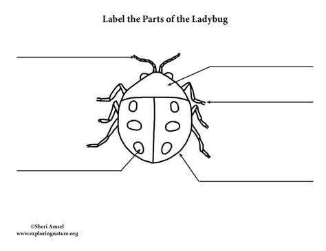 Labeled Ladybug Diagram