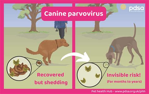 Understanding Canine Parvovirus | Symptoms and Treatment – Dog Carely