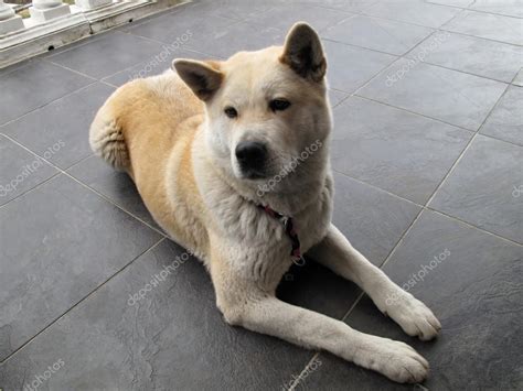 Dog Akita Inu japanese breed Stock Photo by ©babetka 26314763