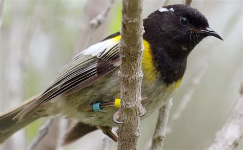 Audio: The sounds of a rare New Zealand bird reintroduced to its native habitat